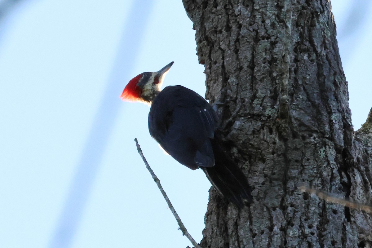 Pileated Woodpecker - ML608861798