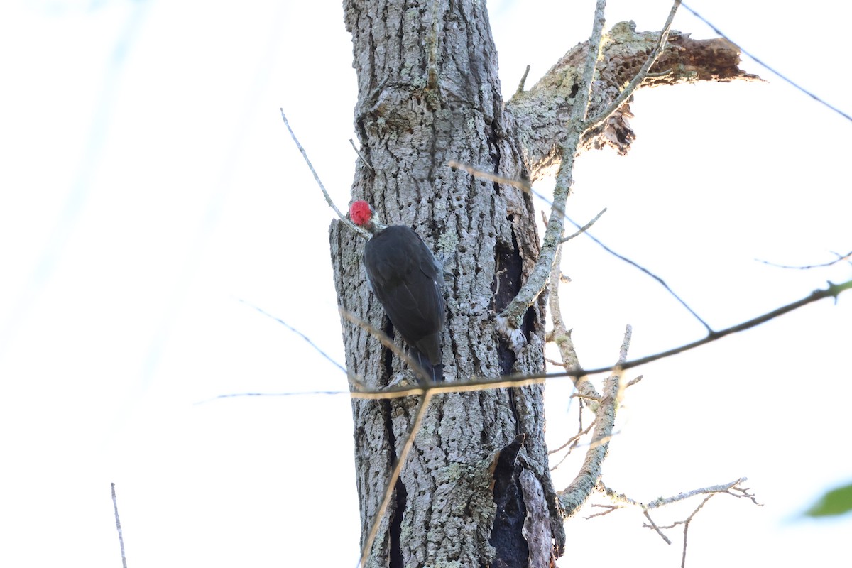 Pileated Woodpecker - ML608861799
