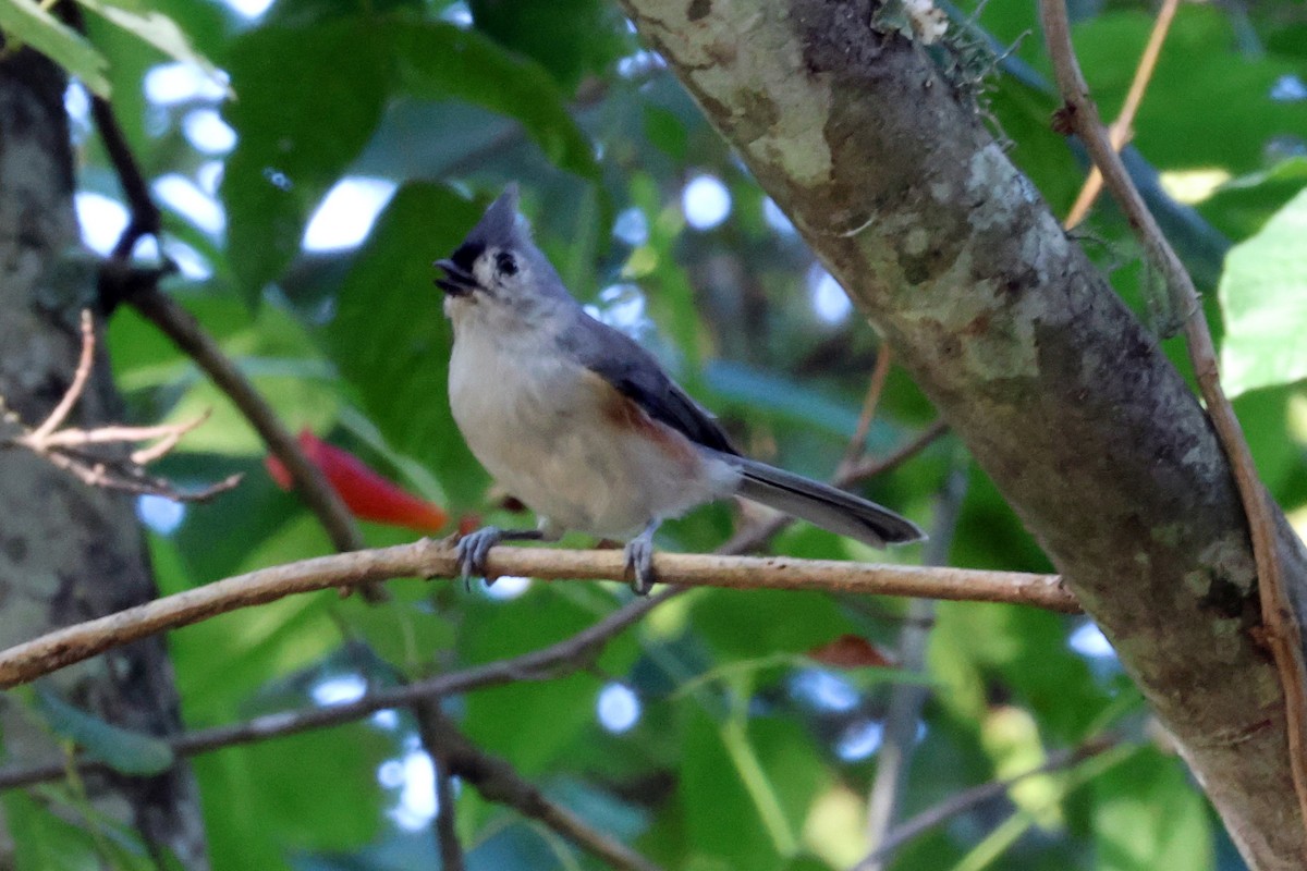 Tufted Titmouse - ML608861818