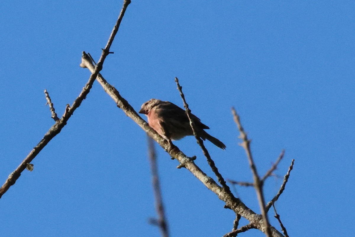 House Finch - ML608861824