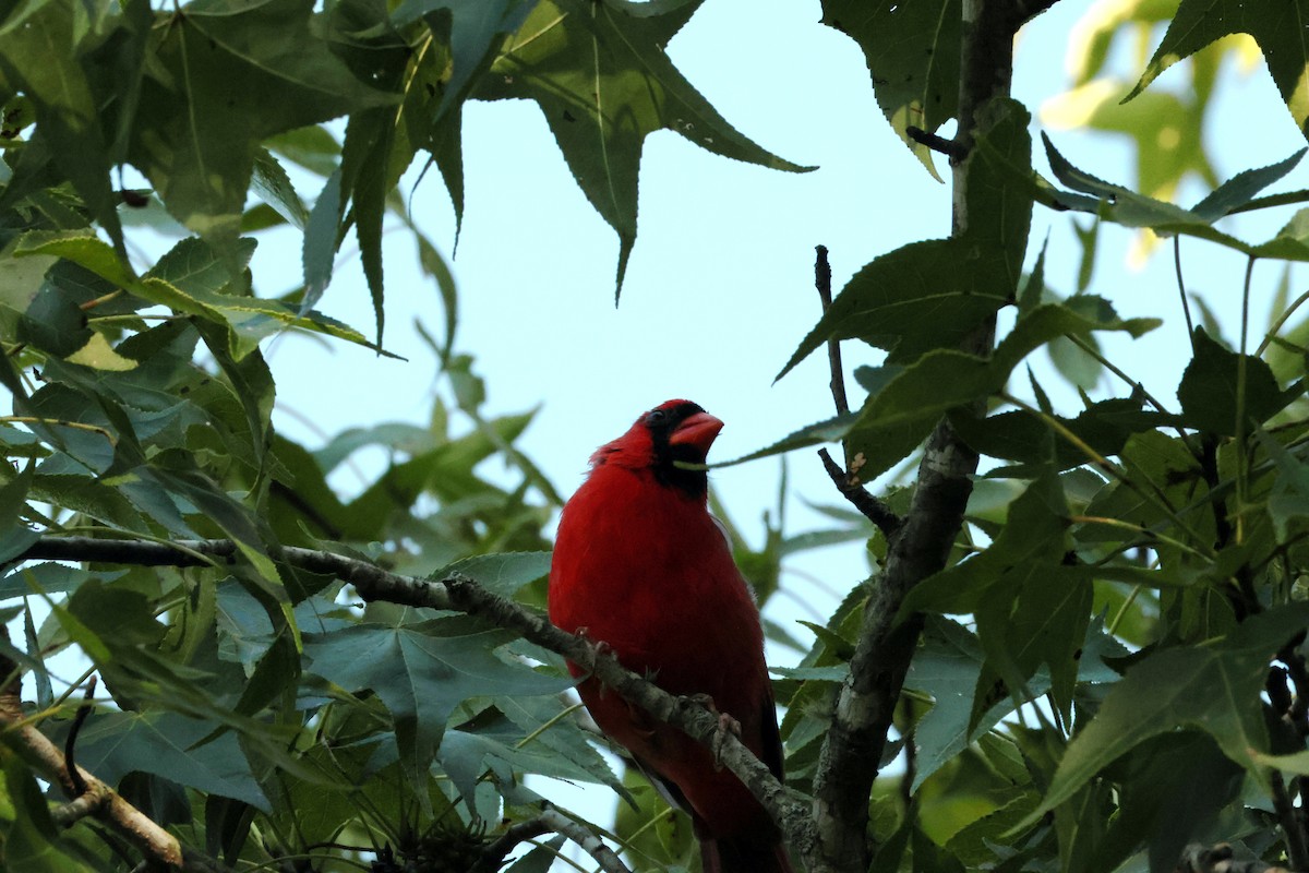 Cardinal rouge - ML608861827
