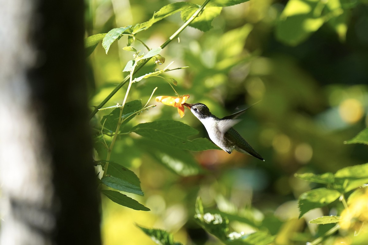 Ruby-throated Hummingbird - ML608861849