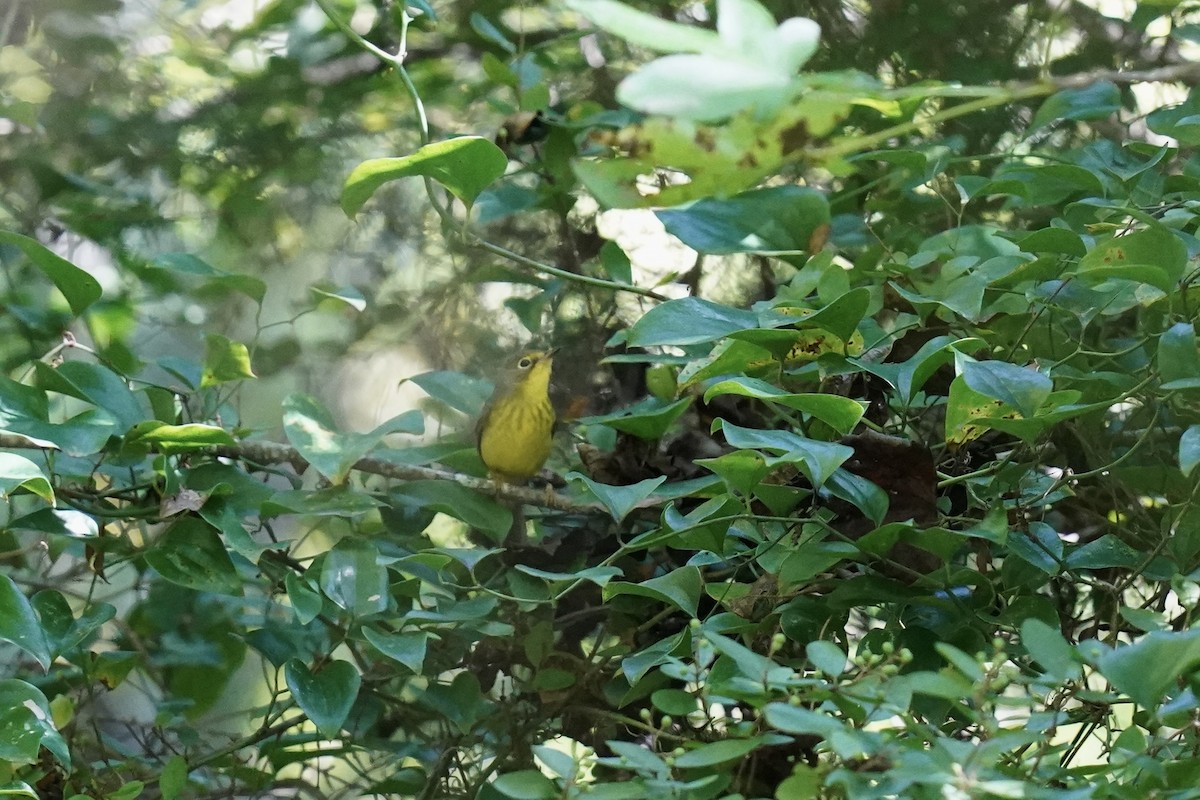 Canada Warbler - ML608861855