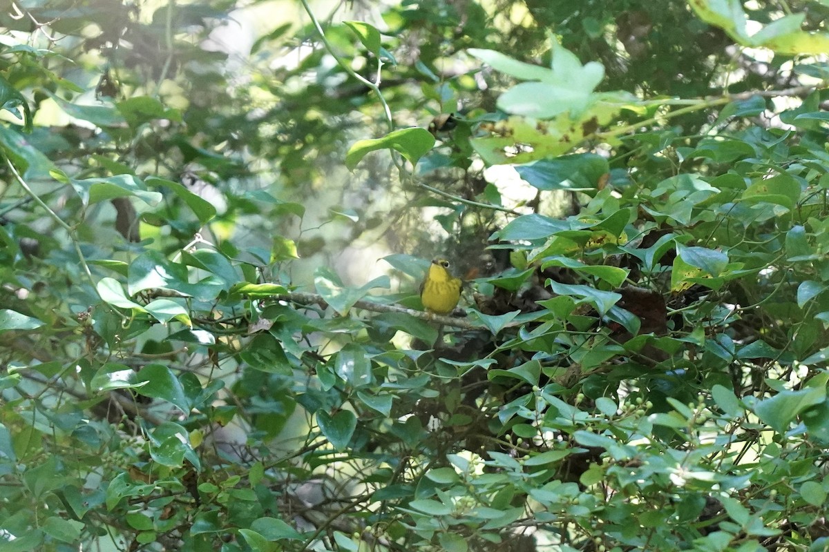 Canada Warbler - ML608861856