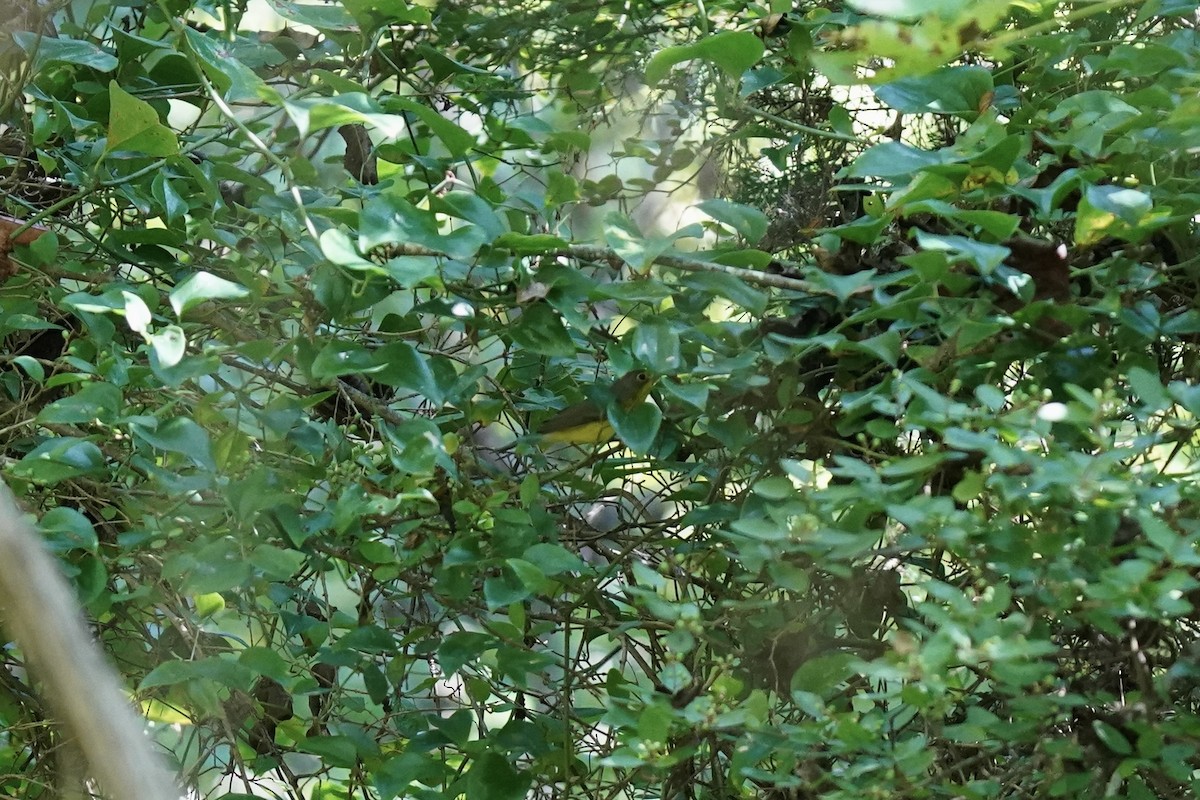 Canada Warbler - ML608861857