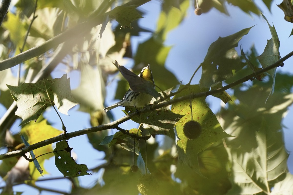 Yellow-throated Warbler - ML608861879