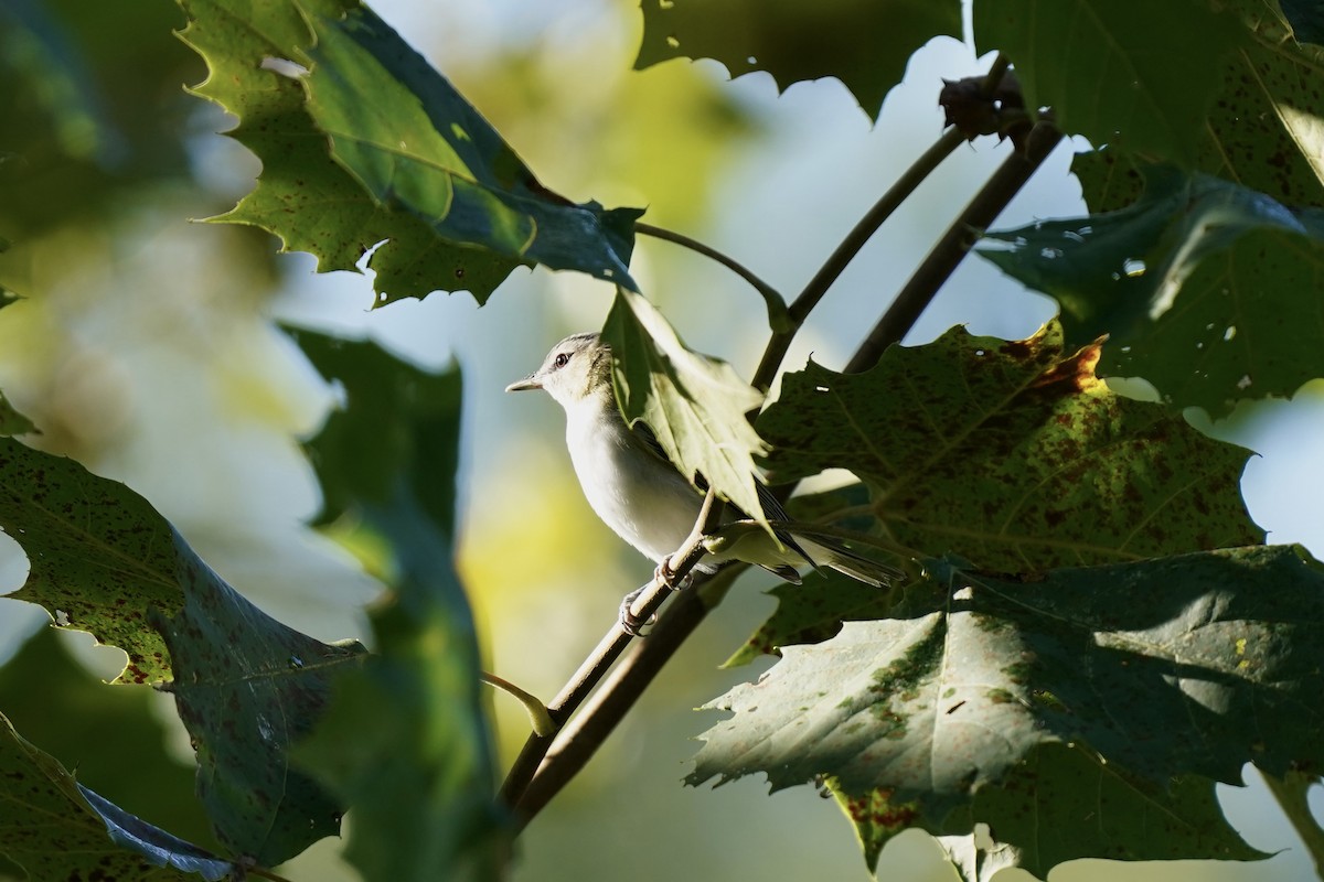 Red-eyed Vireo - ML608861901