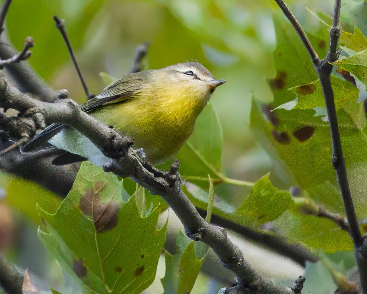 Philadelphia Vireo - ML608861915