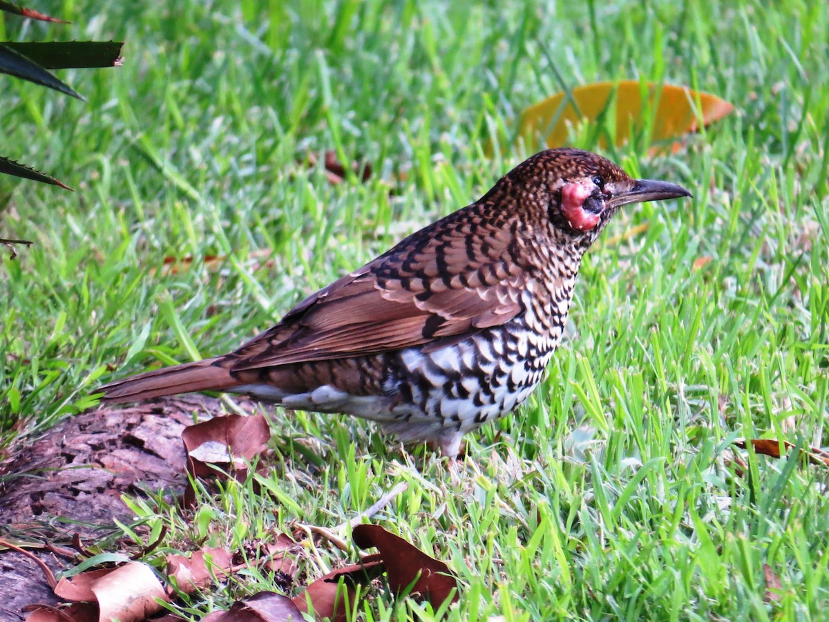 Bassian Thrush - ML60886201