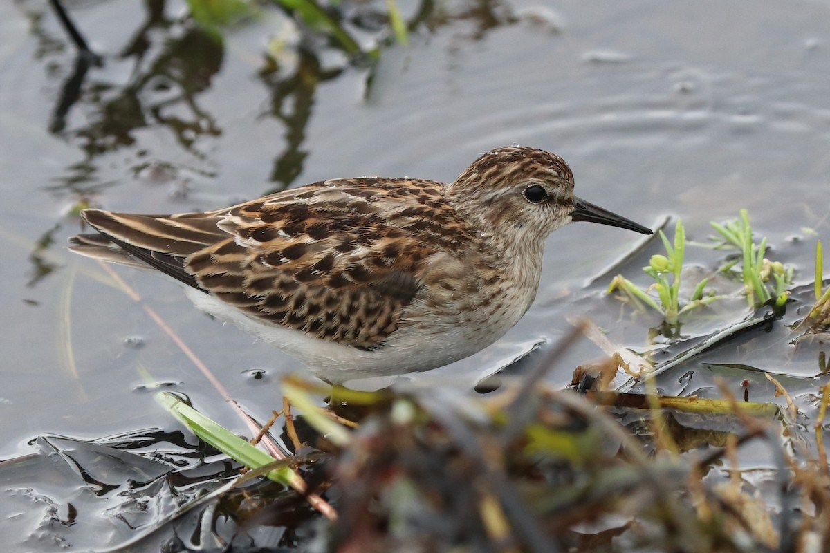 Least Sandpiper - ML608862162