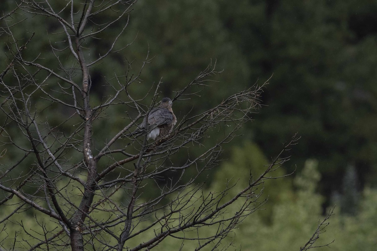 Cooper's Hawk - ML608862194