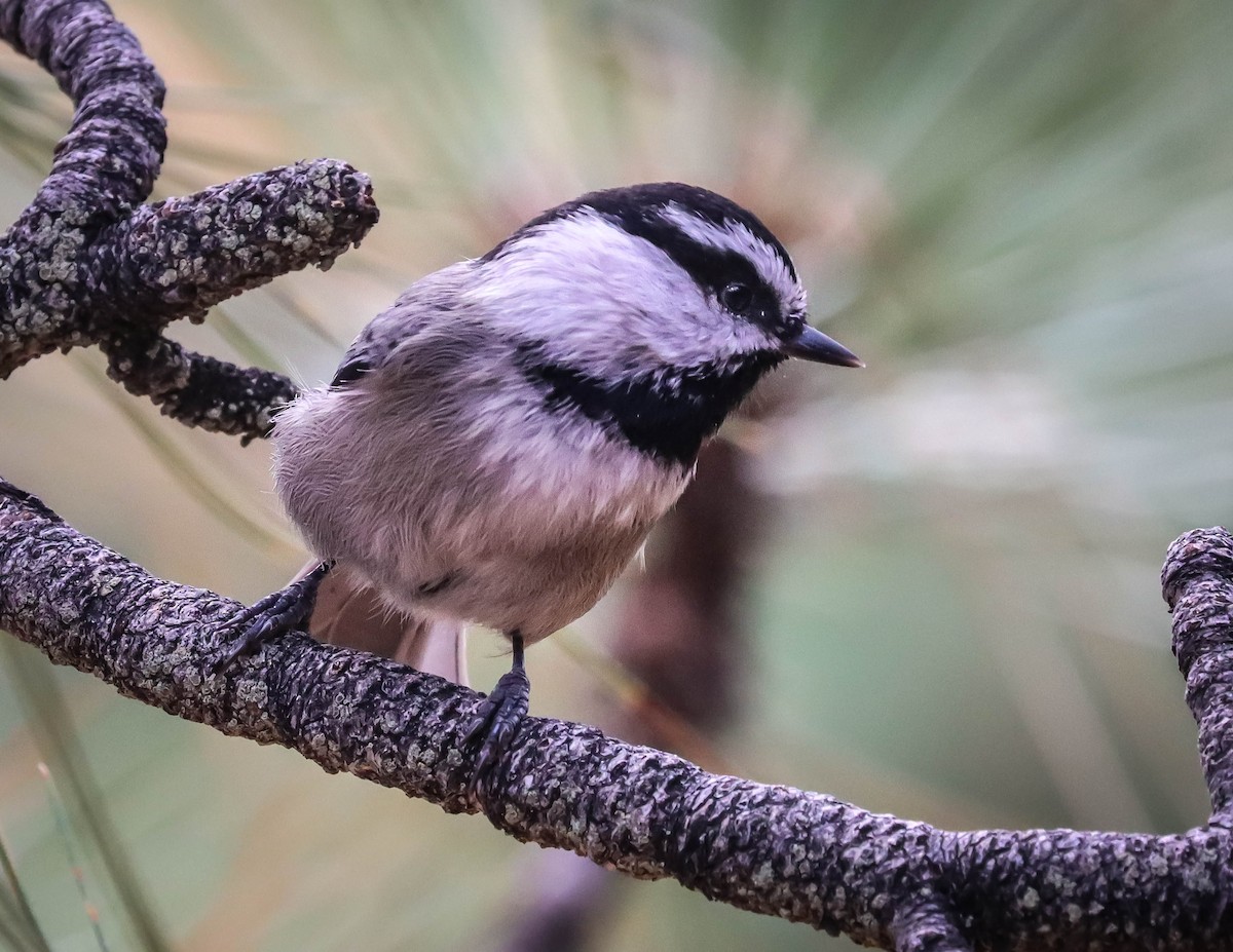 Mountain Chickadee - Kathleen Waldron