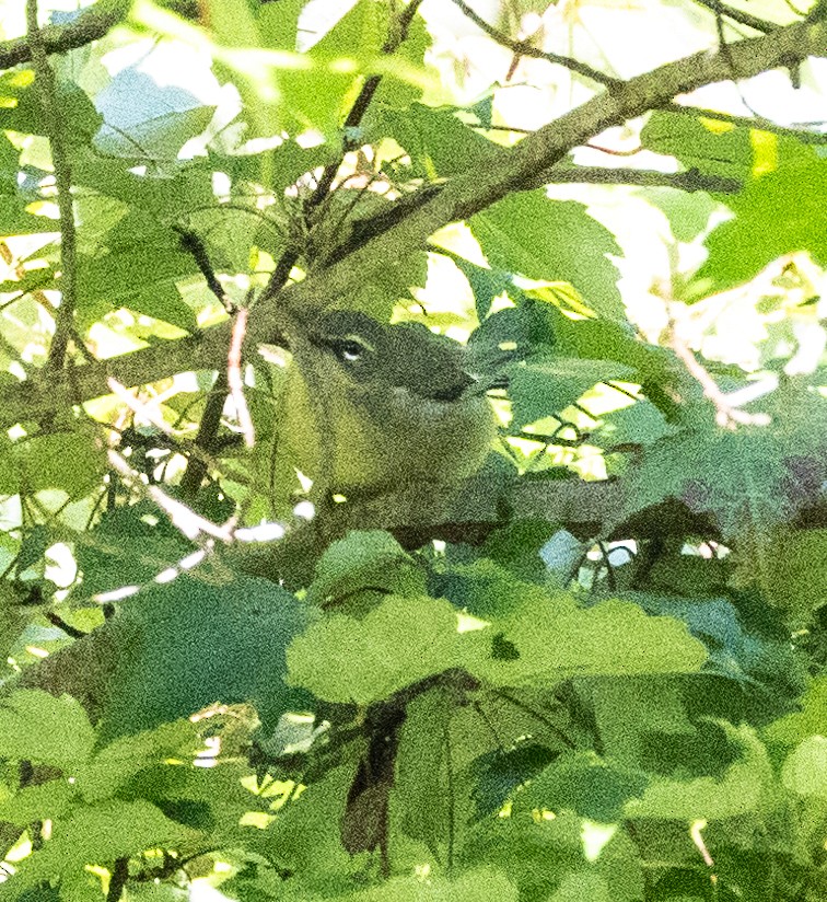 Black-throated Blue Warbler - Jim P