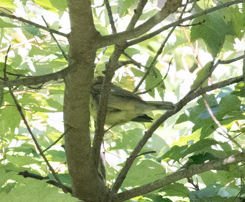 Black-throated Blue Warbler - Jim P