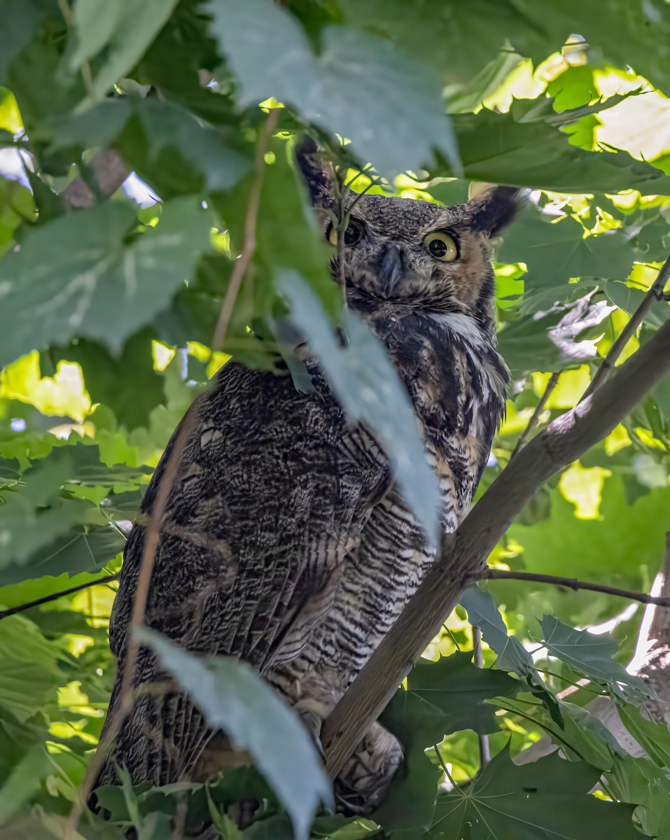 Great Horned Owl - ML608862253
