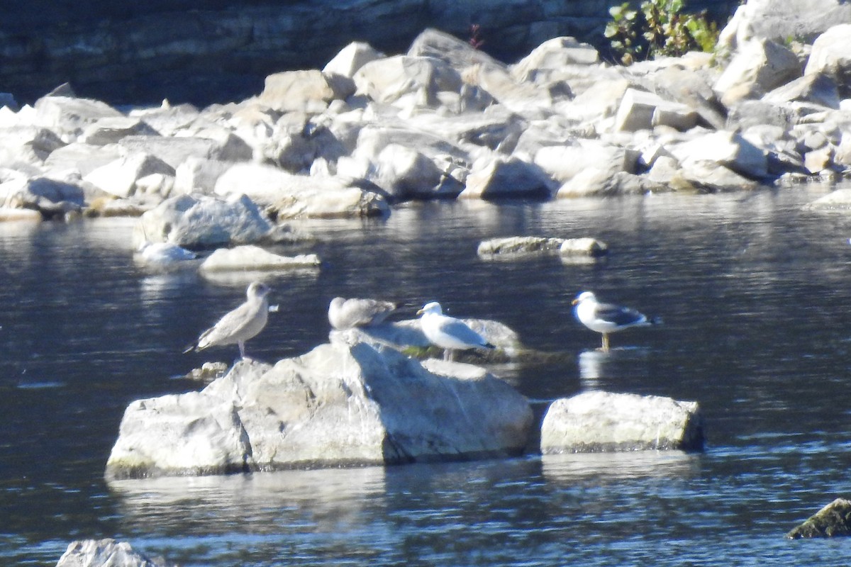 Lesser Black-backed Gull - Jonathan Charron