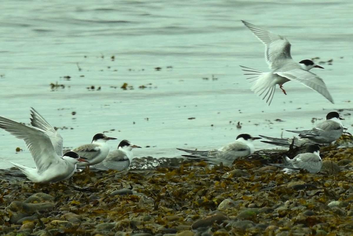 Common Tern - Blair Whyte