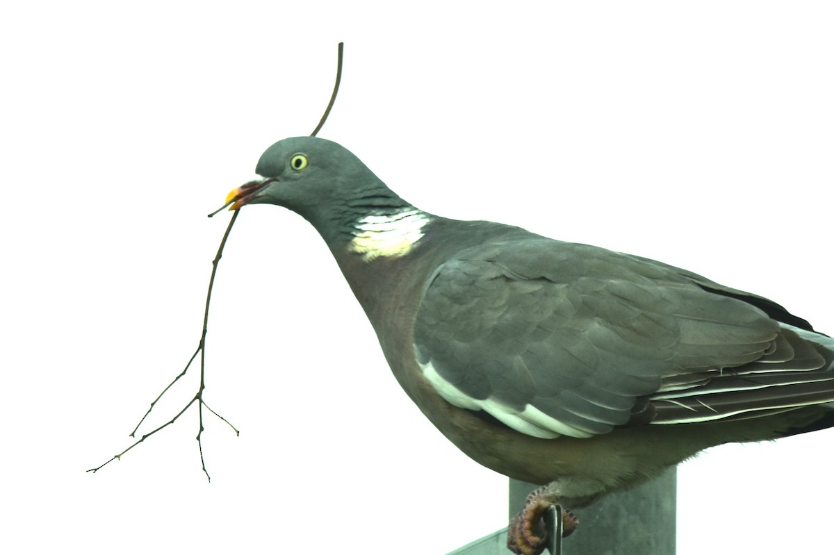 Common Wood-Pigeon - ML608862406
