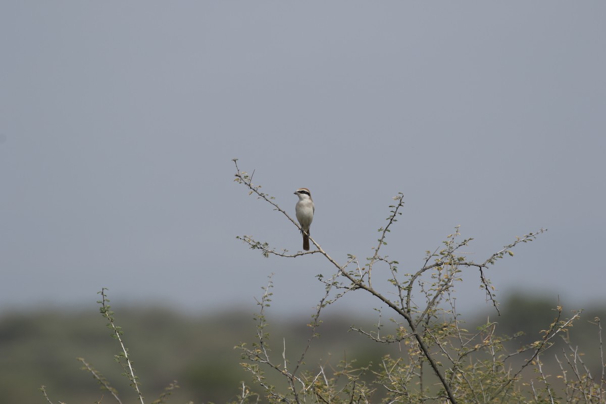 Red-tailed Shrike - ML608862469