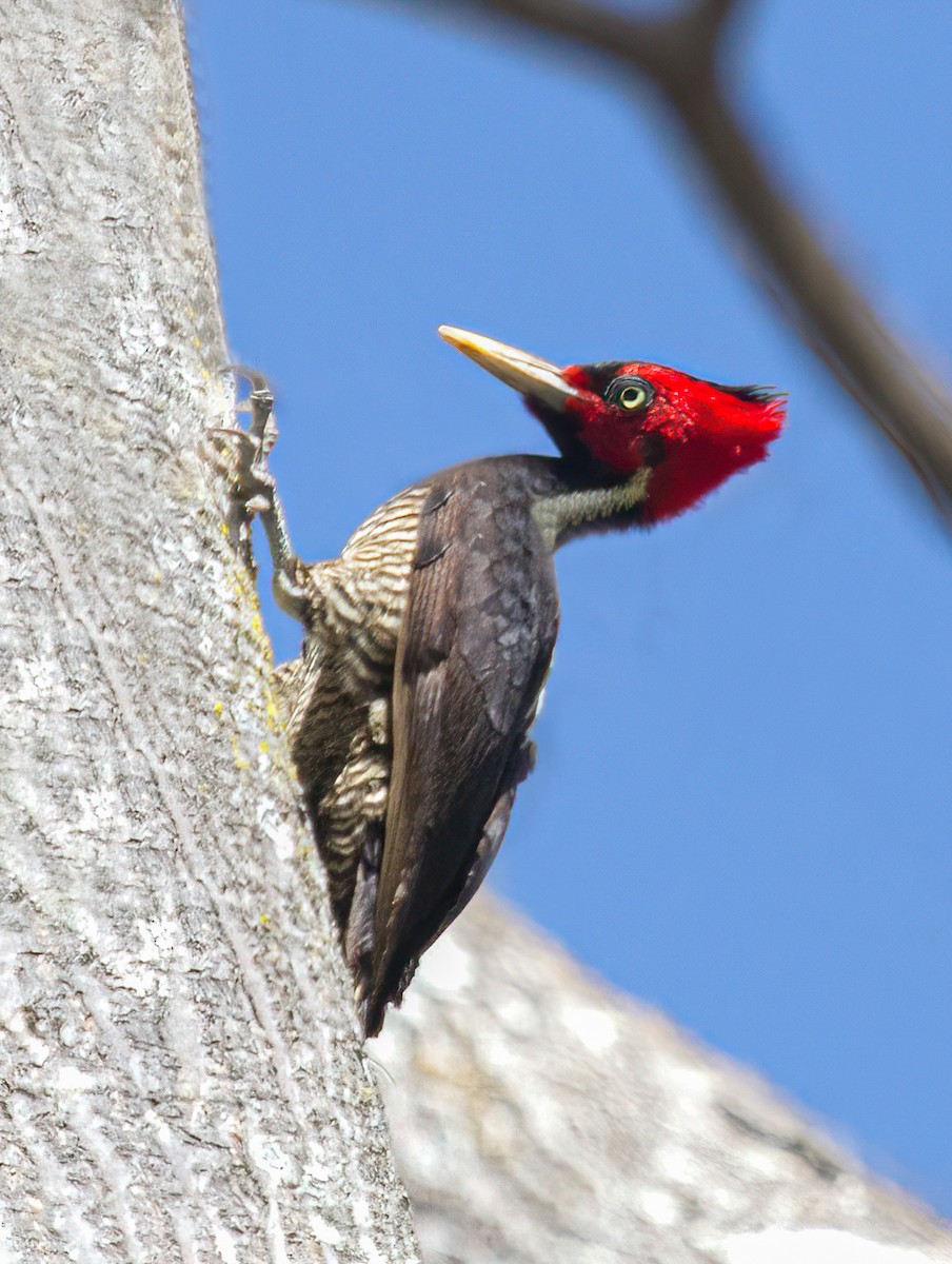 Pale-billed Woodpecker - Delia Unson