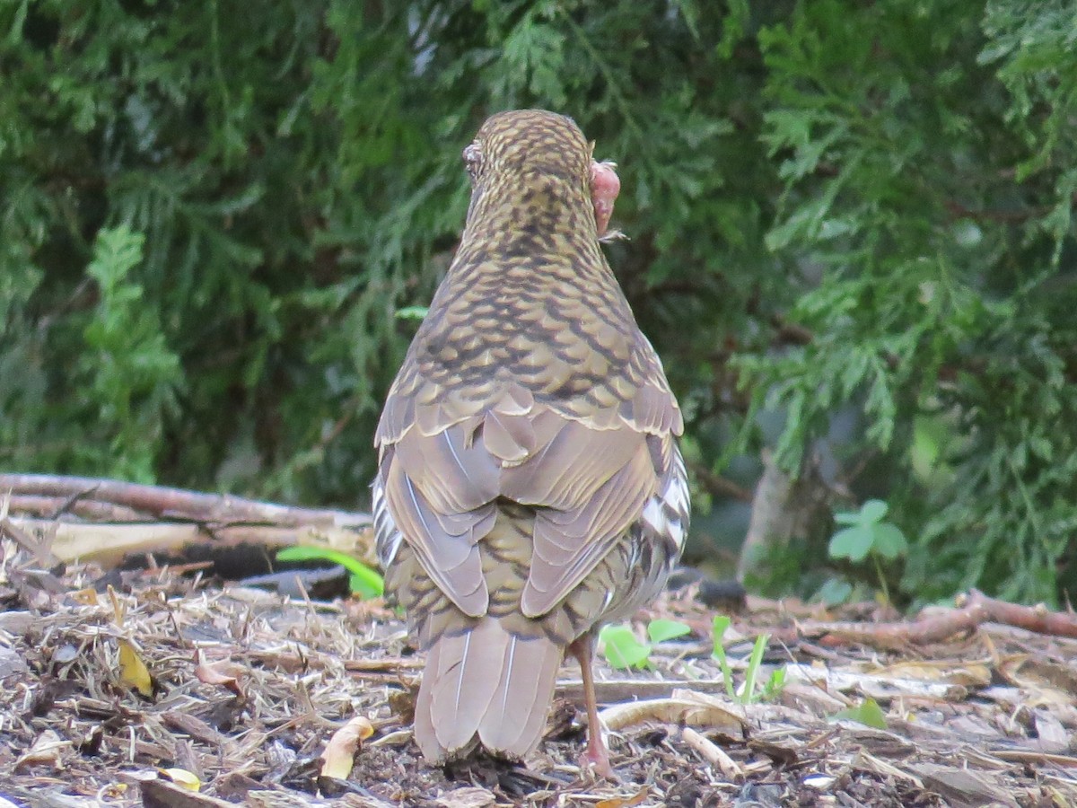 Bassian Thrush - ML60886251