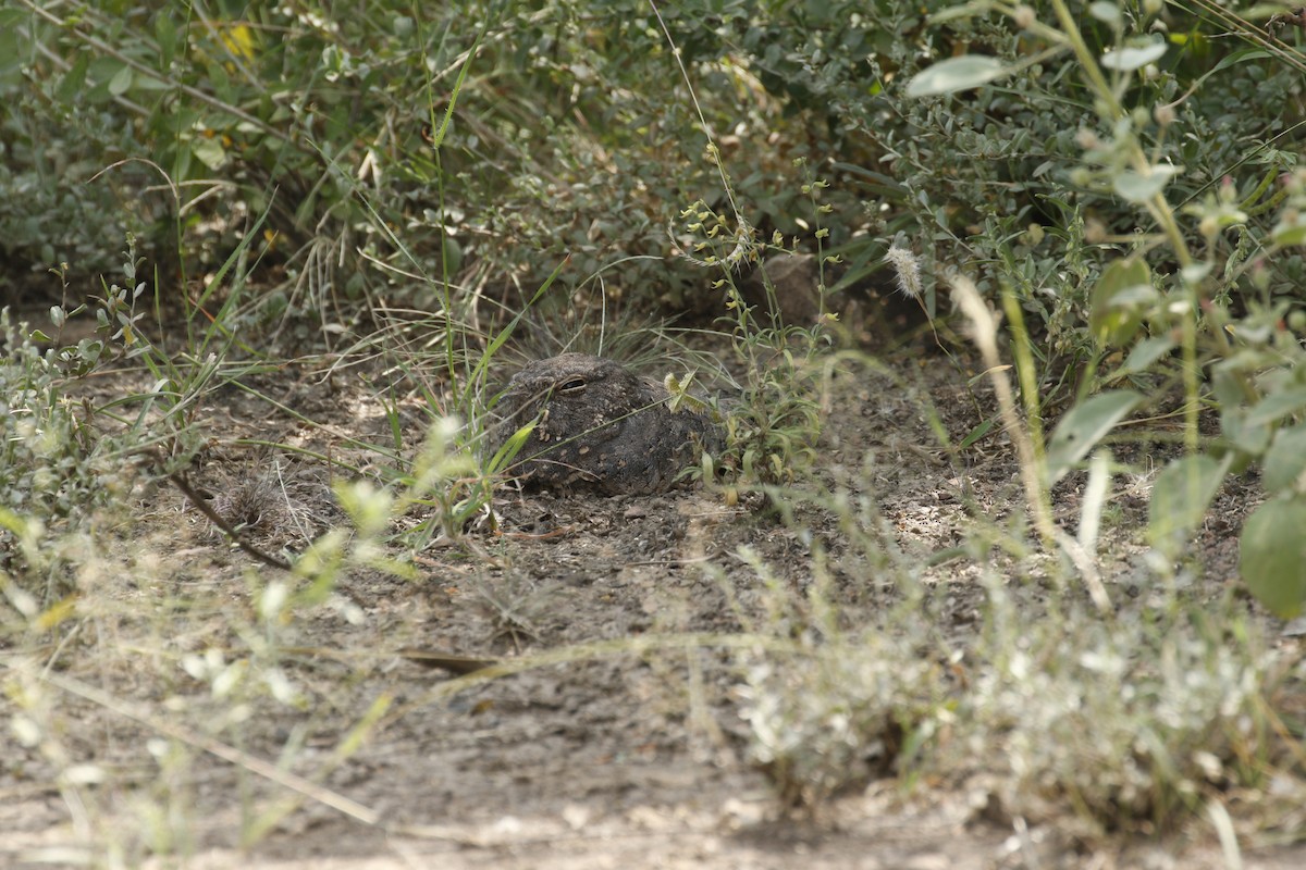 Star-spotted Nightjar - ML608862541