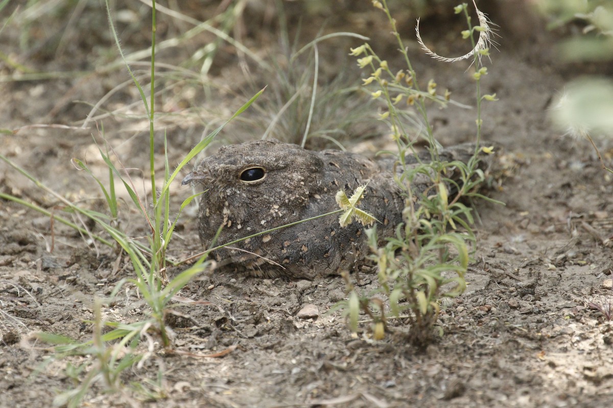 Star-spotted Nightjar - Daniel Booker