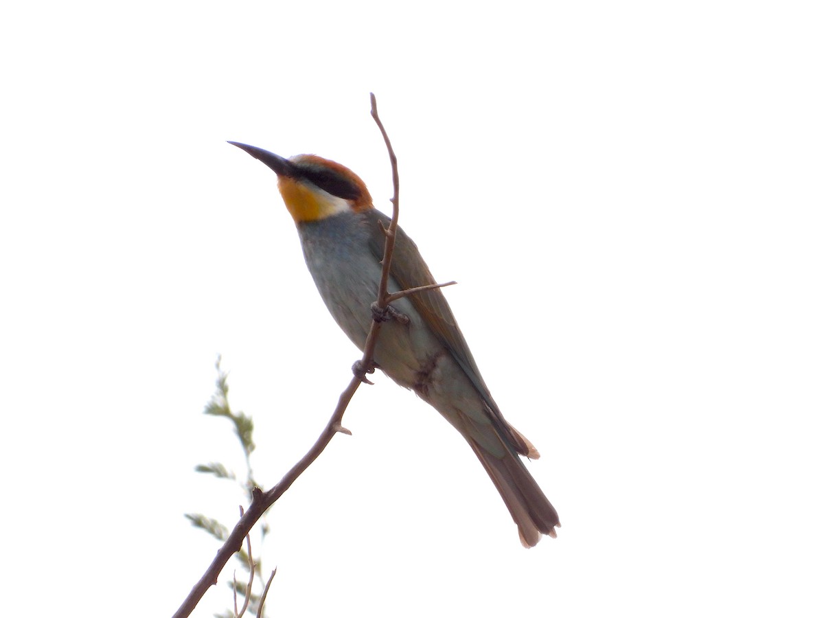 European Bee-eater - Daria Vashunina