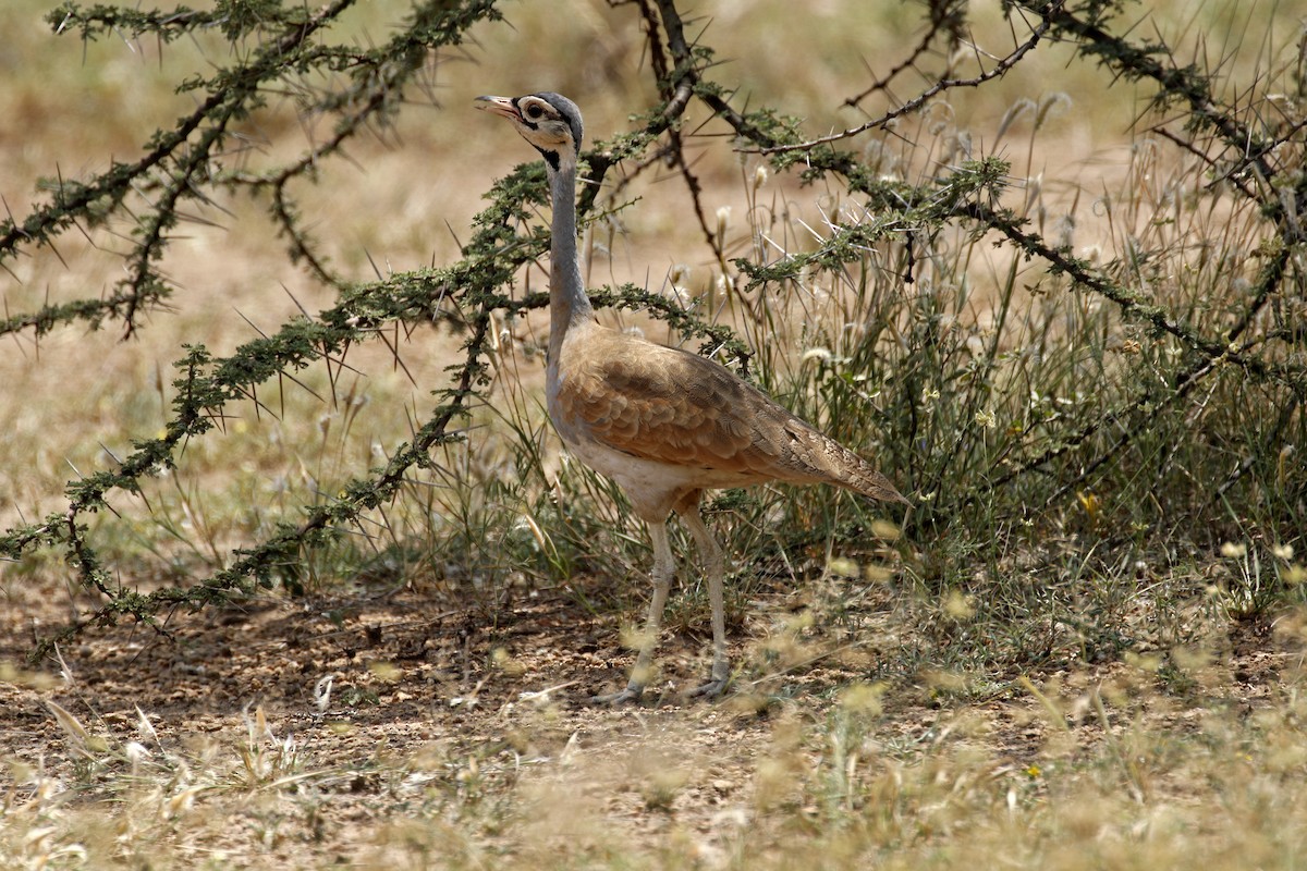 White-bellied Bustard - ML608862679