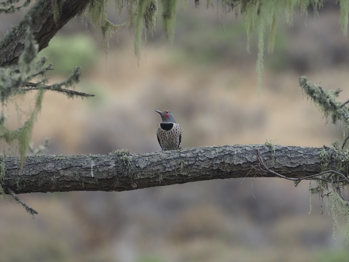 Northern Flicker - Daniel Richards