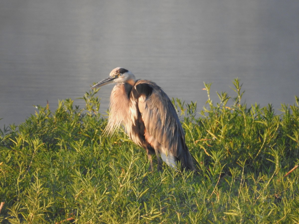 Great Blue Heron - ML608862818