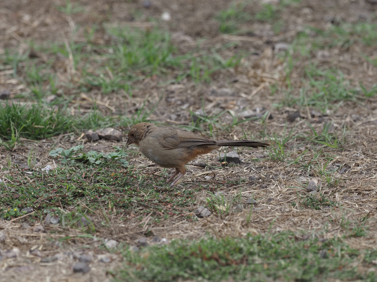 California Towhee - ML608862839