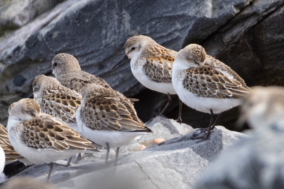 Bergstrandläufer - ML608862852