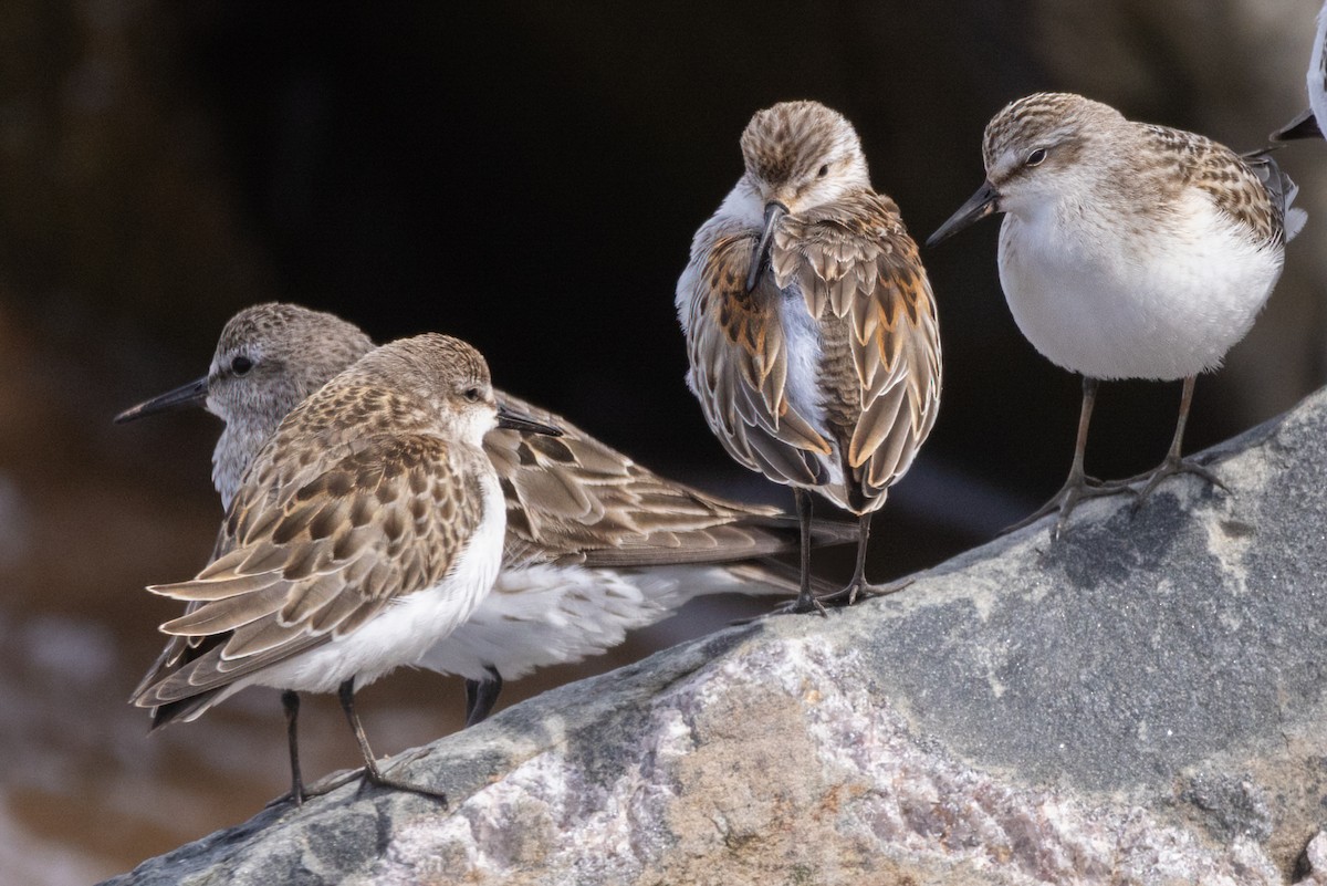 Western Sandpiper - ML608862856