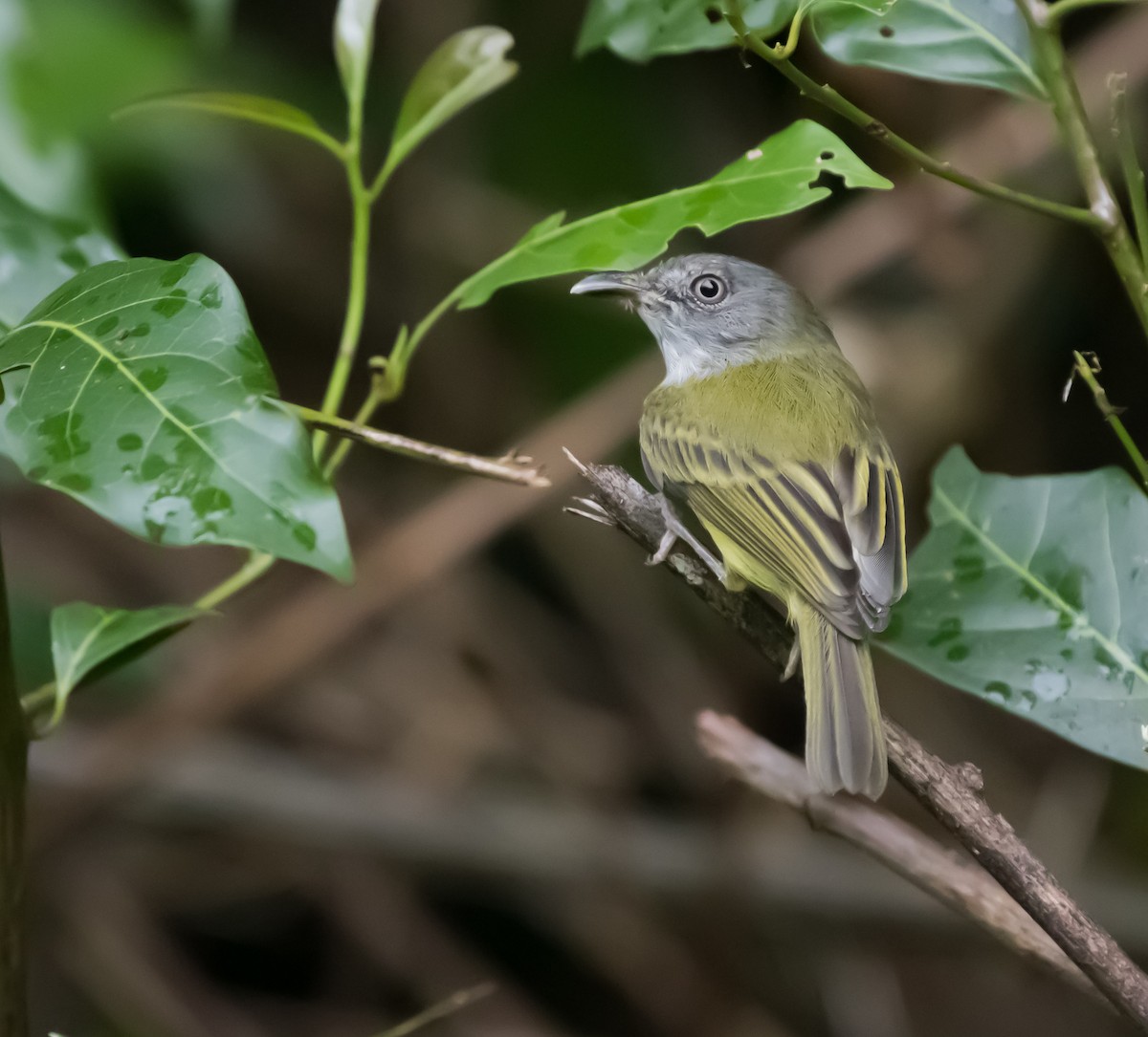 Northern Bentbill - ML608862863