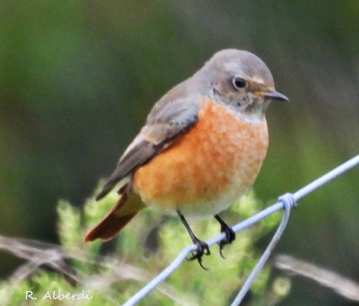 Common Redstart - ML608862866