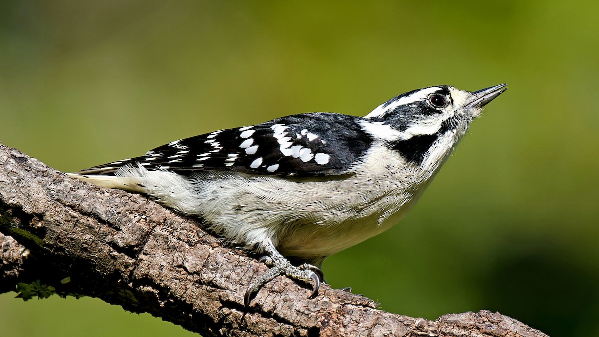 Downy Woodpecker - Craig Becker