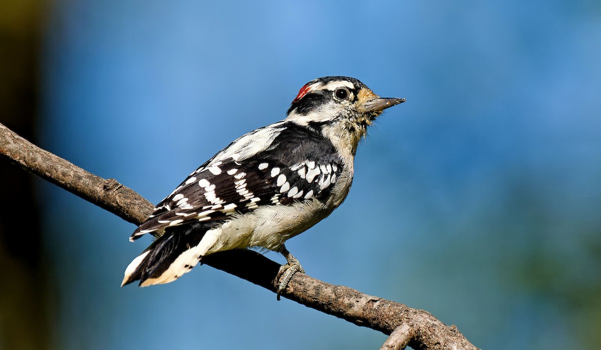 Downy Woodpecker - Craig Becker