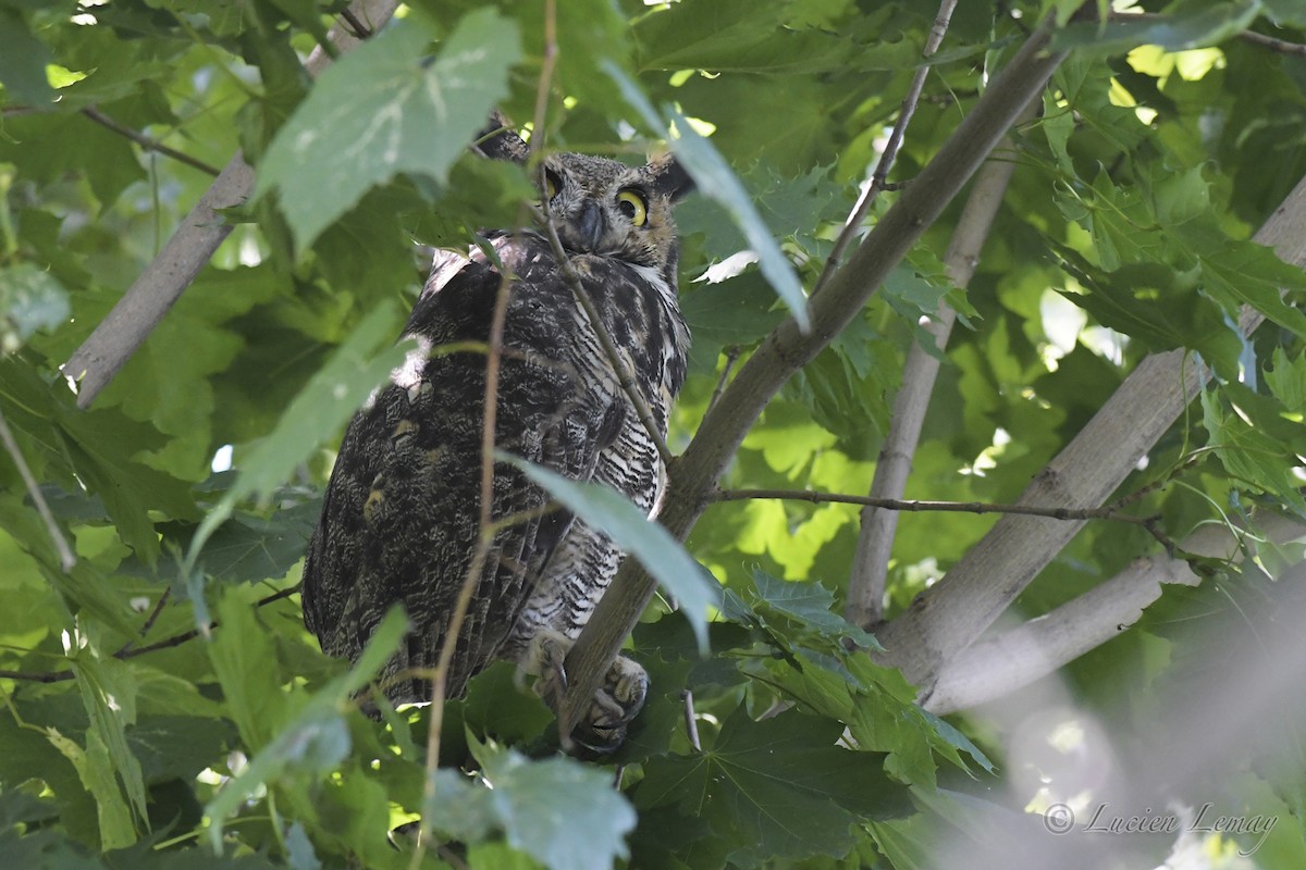 Great Horned Owl - ML608862949