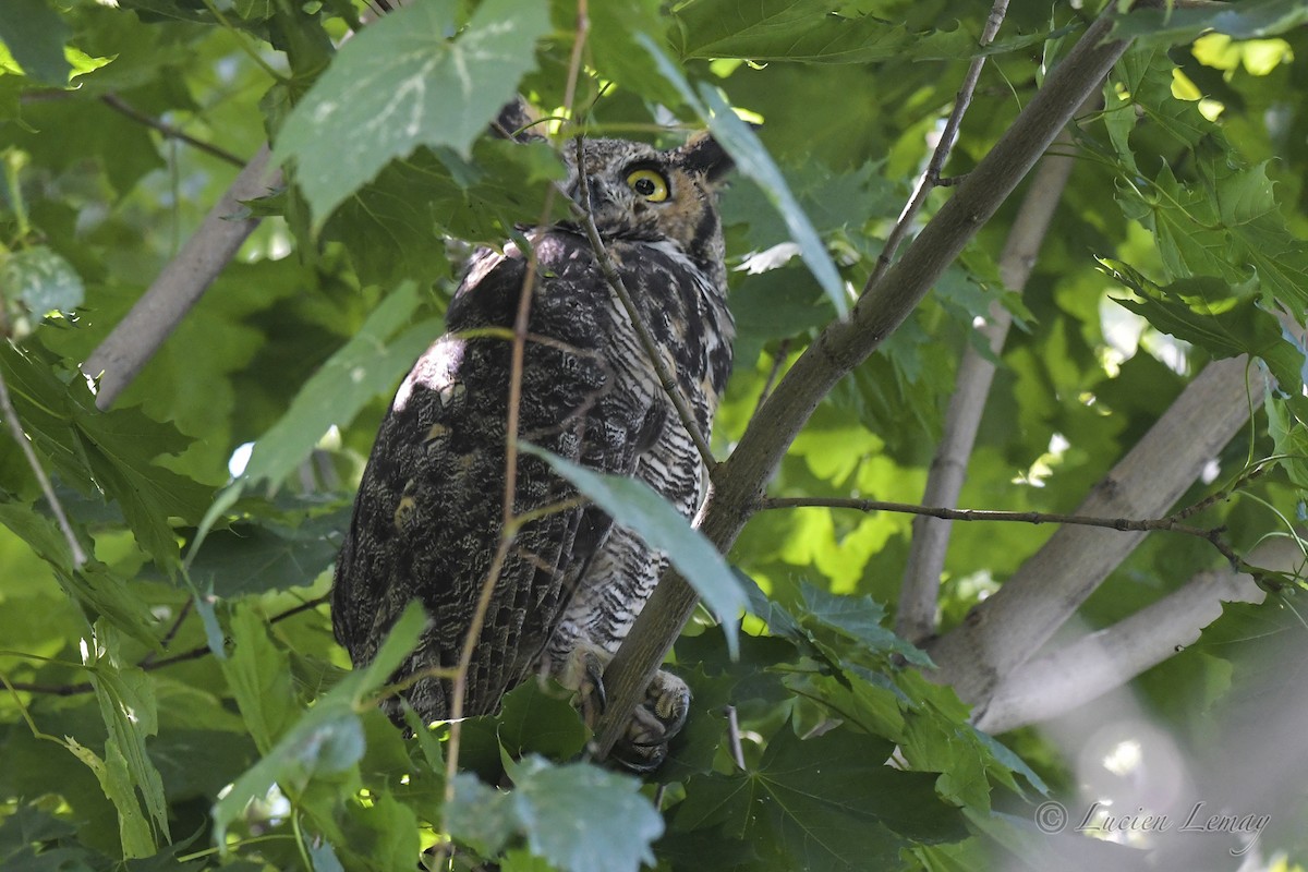 Great Horned Owl - ML608862952
