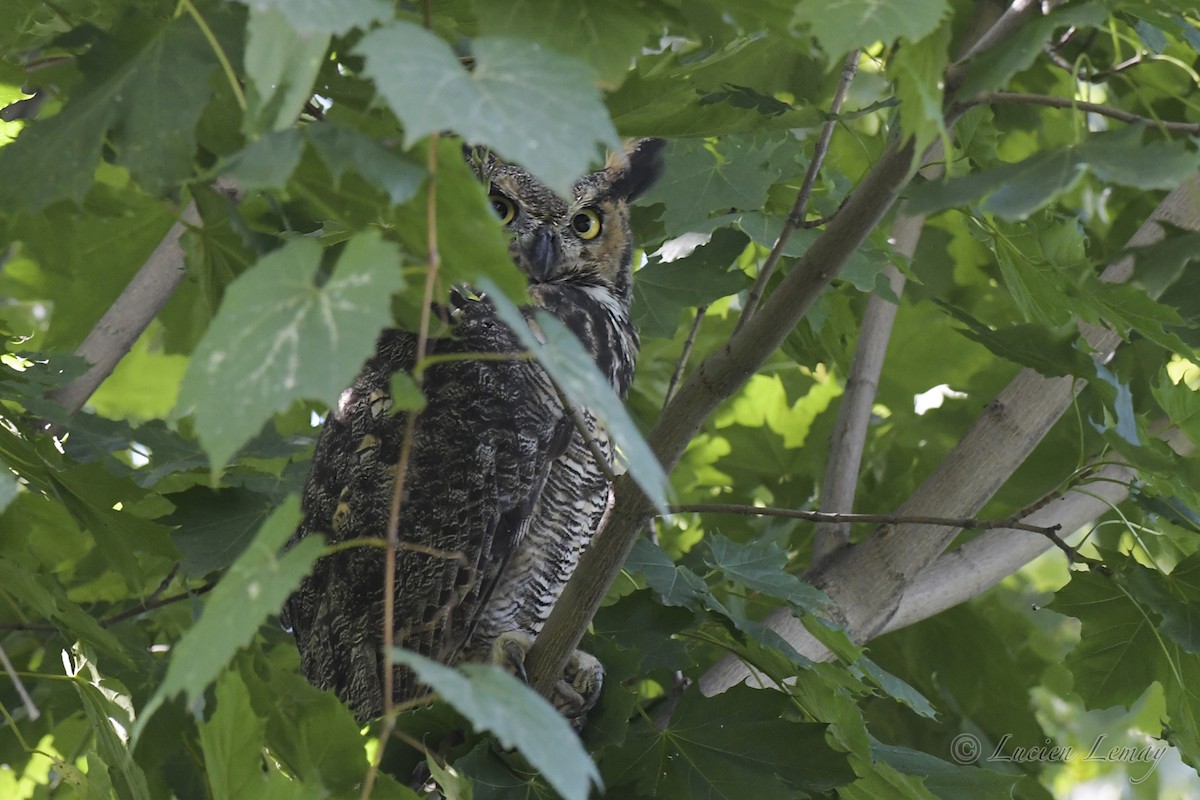 Great Horned Owl - ML608862955