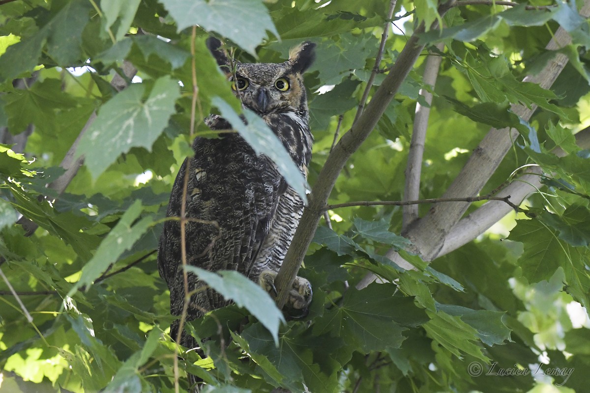 Great Horned Owl - ML608862962