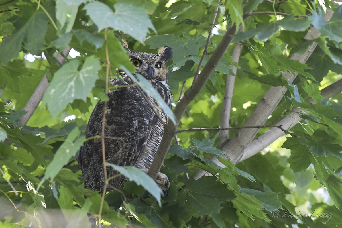Great Horned Owl - ML608862970
