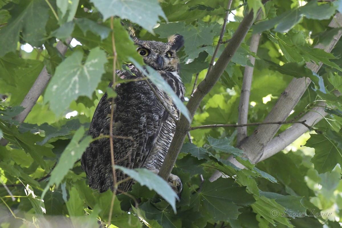 Great Horned Owl - ML608862974