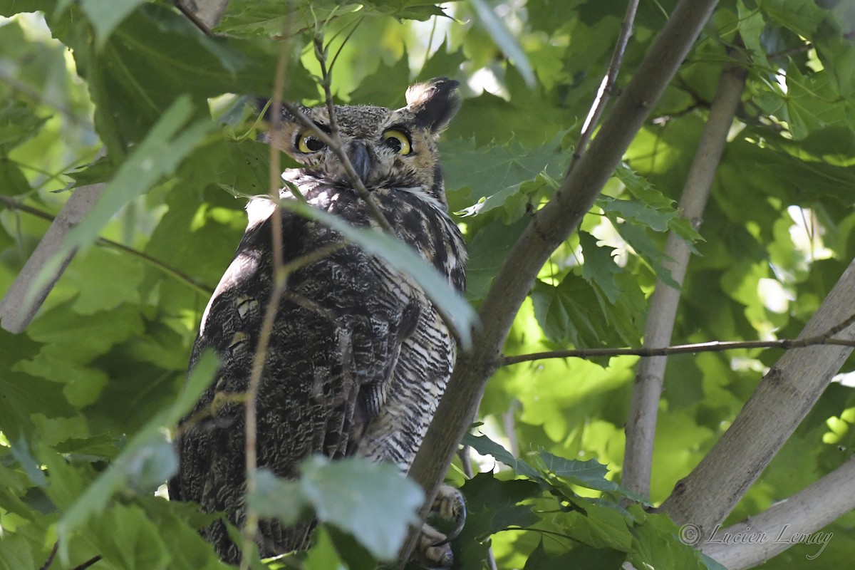 Great Horned Owl - ML608862976