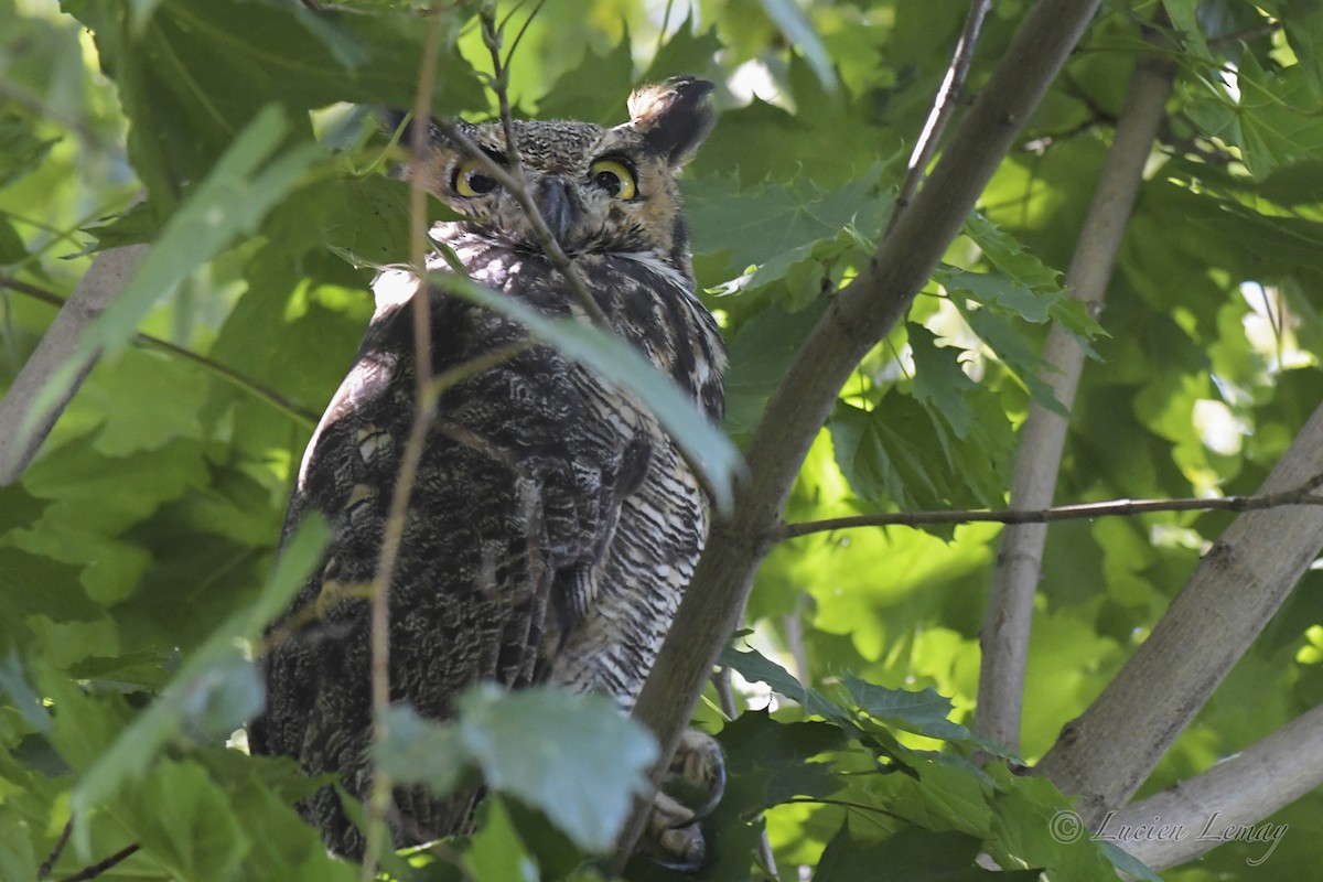 Great Horned Owl - ML608862981