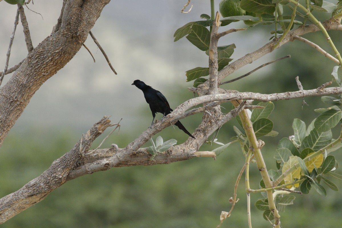 Bristle-crowned Starling - ML608862983