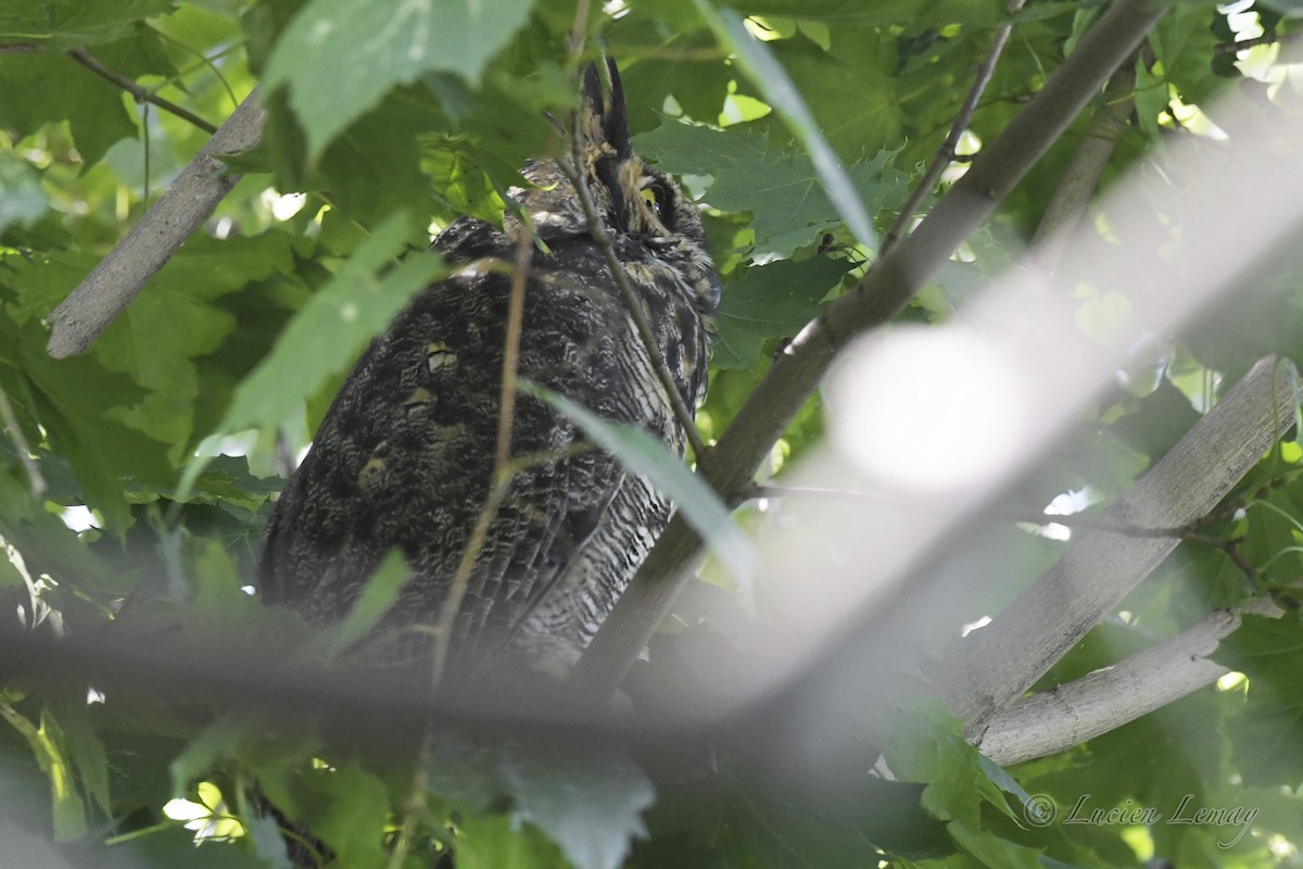 Great Horned Owl - ML608862993
