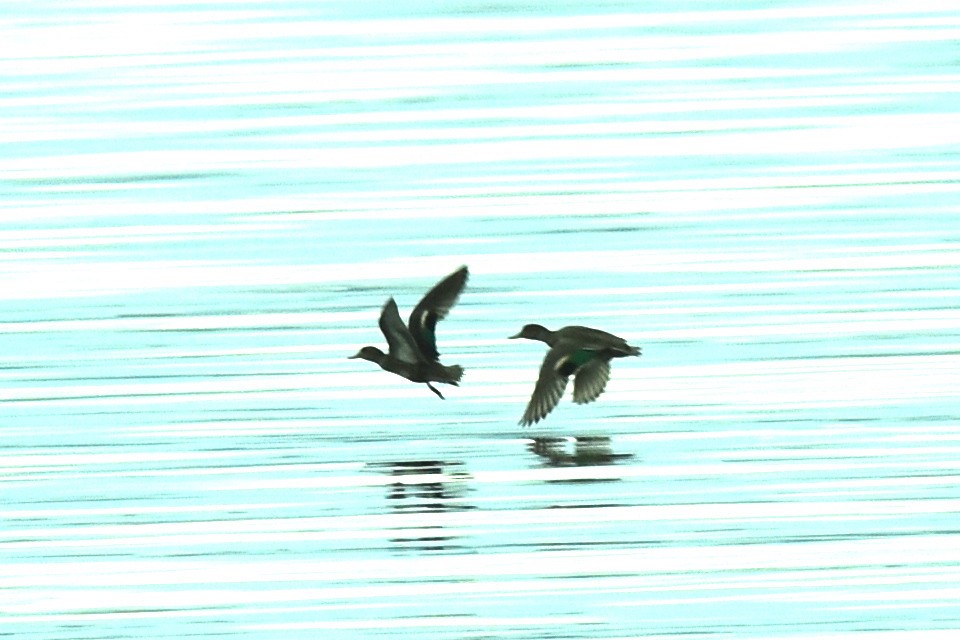 Green-winged Teal - Blair Whyte