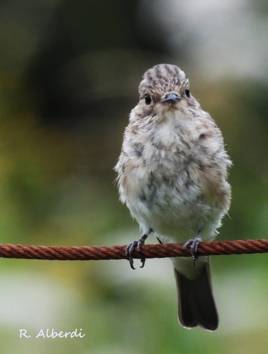 Spotted Flycatcher - Roberto Alberdi